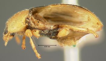 Media type: image;   Entomology 6748 Aspect: habitus lateral view